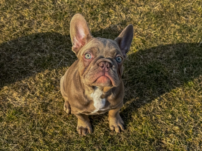 French Bulldog puppy for sale