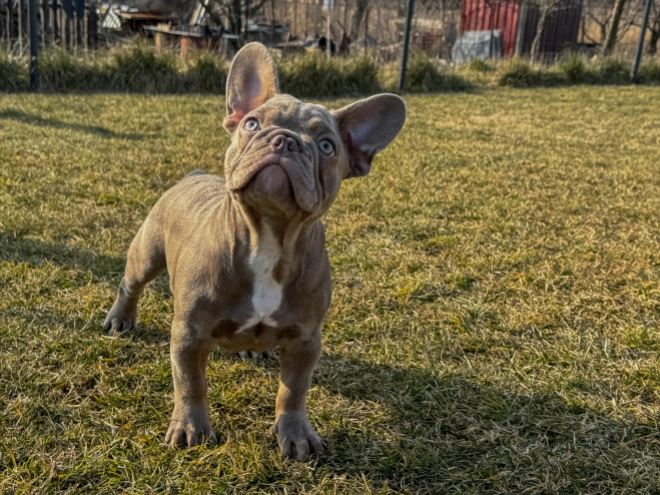 French Bulldog puppy for sale