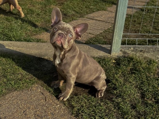 French Bulldog puppy for sale