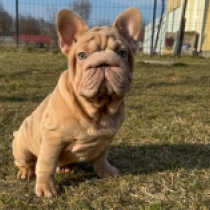Französische Bulldogge Welpe zu verkaufen