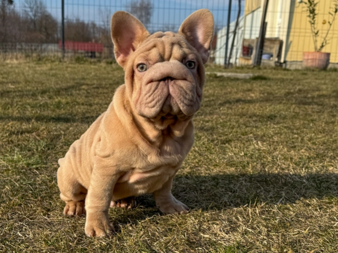 French Bulldog puppy for sale