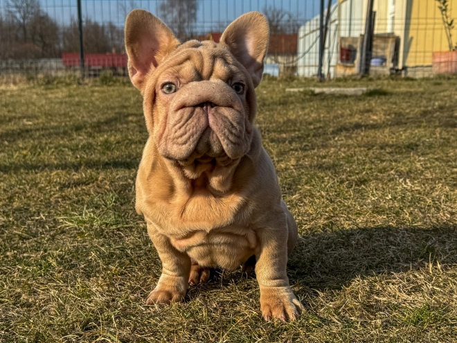 French Bulldog puppy for sale