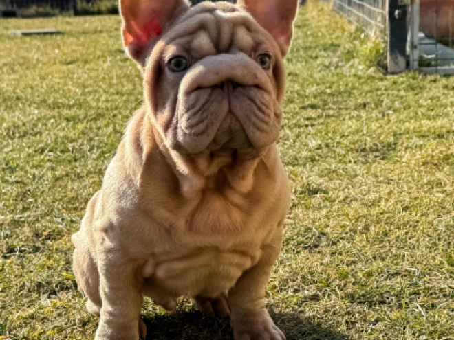 French Bulldog puppy for sale