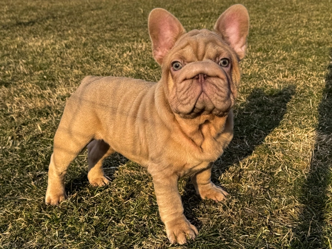 French Bulldog puppy for sale