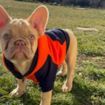 Französische Bulldogge Welpe zu verkaufen