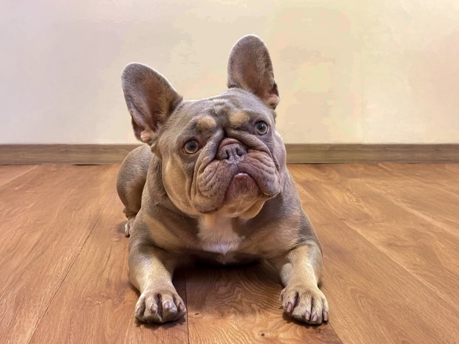 French Bulldog puppy for sale