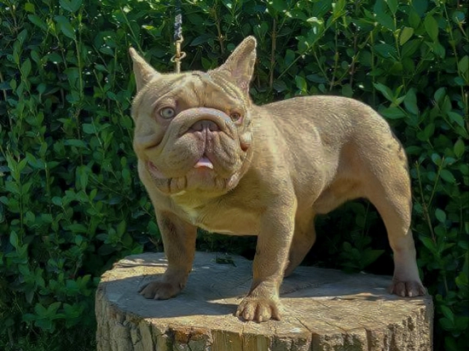 French Bulldog puppy for sale