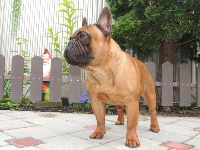 Perros Bulldog Francés en venta