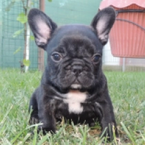 Dina, brindle Französische Bulldogge Welpen kaufen
