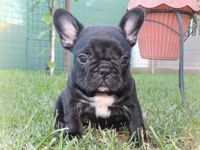 Perros Bulldog Francés en venta