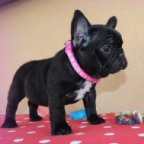 Dina, brindle Französische Bulldogge Welpen kaufen