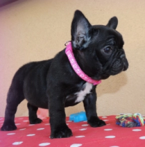 Französische Bulldogge Welpe kaufen