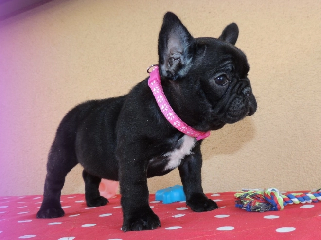 Perros Bulldog Francés en venta