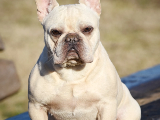 French Bulldog puppy for sale