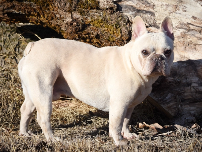 French Bulldog puppy for sale
