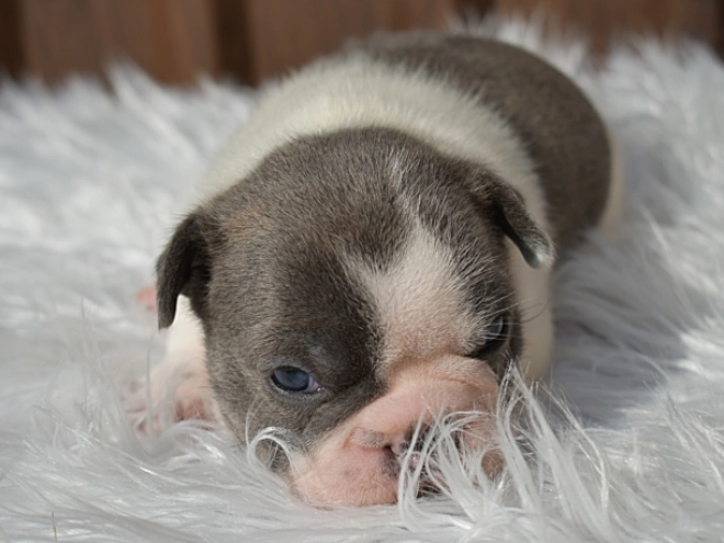 Perros Bulldog Francés en venta