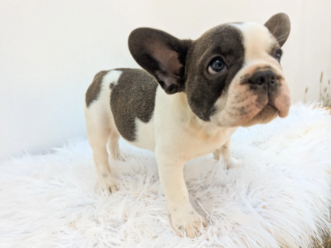 Perros Bulldog Francés en venta