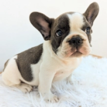 Patriot, blue pied Französische Bulldogge Welpen kaufen