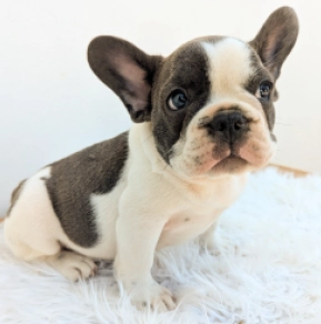 Perros Bulldog Francés en venta