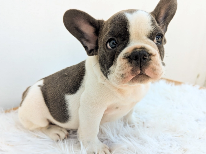 Perros Bulldog Francés en venta