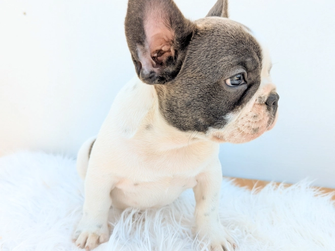 Perros Bulldog Francés en venta