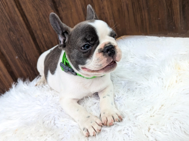 Perros Bulldog Francés en venta