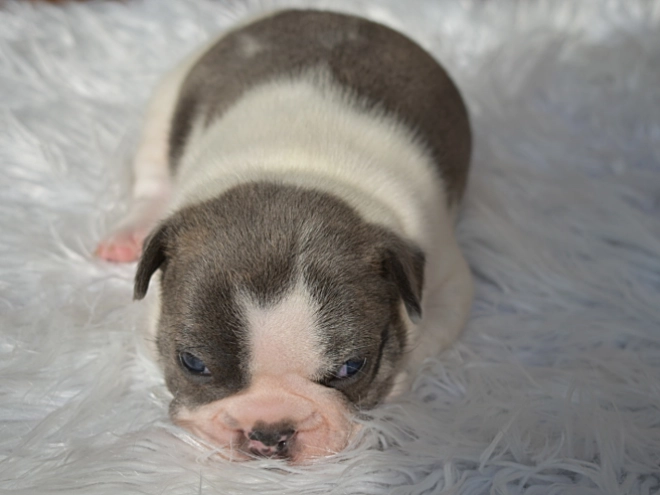 Perros Bulldog Francés en venta