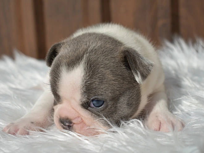Perros Bulldog Francés en venta