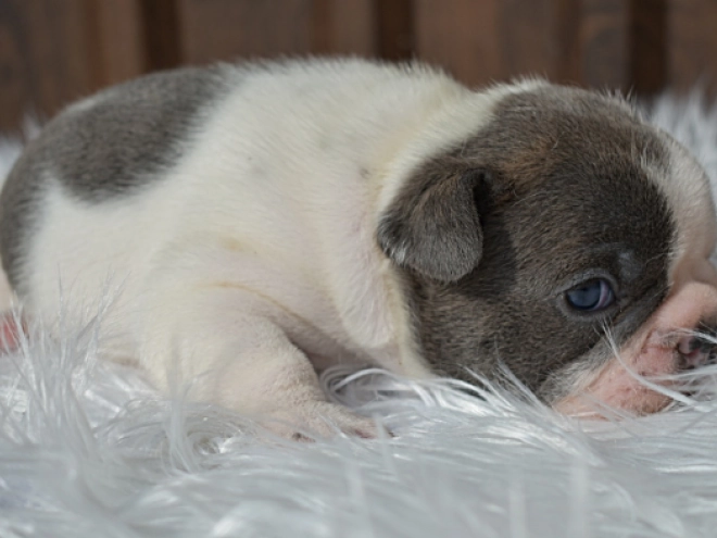 Perros Bulldog Francés en venta