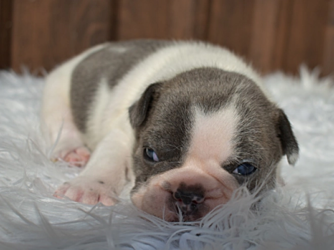 Perros Bulldog Francés en venta