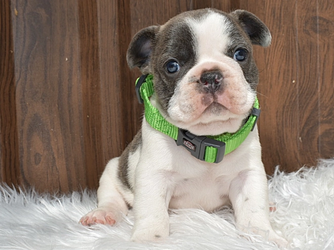 Perros Bulldog Francés en venta