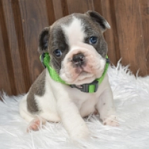 Patriot, blue pied Französische Bulldogge Welpen kaufen