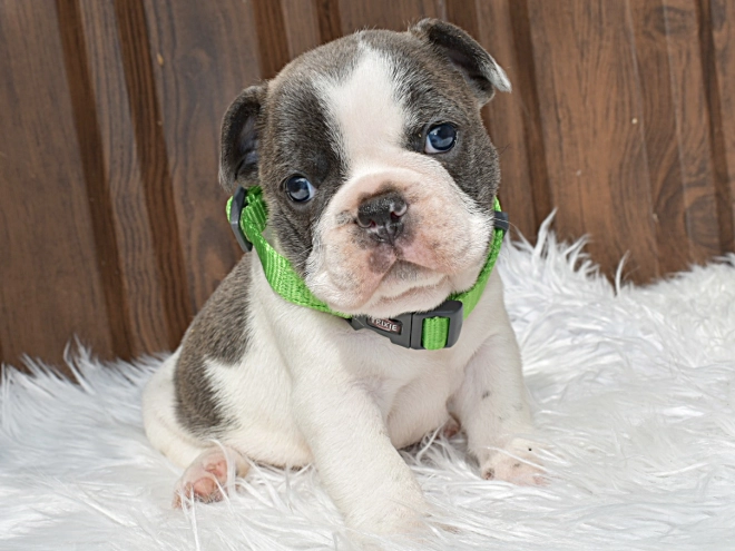 Perros Bulldog Francés en venta
