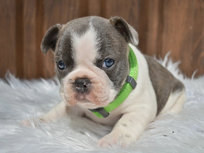 Perros Bulldog Francés en venta