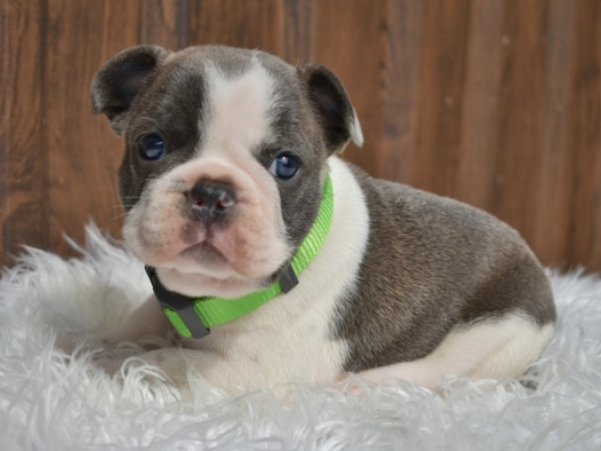 Perros Bulldog Francés en venta