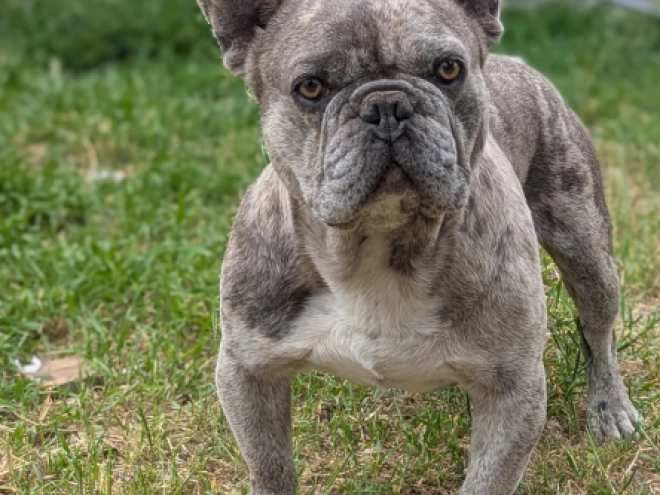 Perros Bulldog Francés en venta