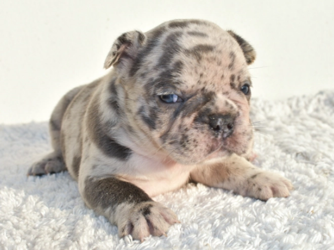 French Bulldog puppy for sale