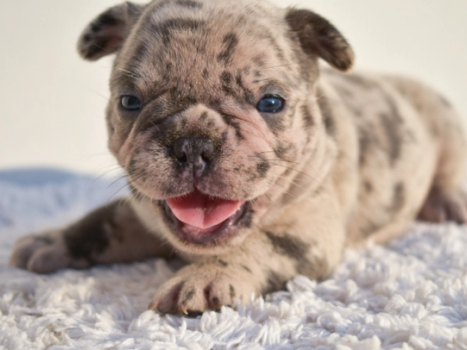 French Bulldog puppy for sale