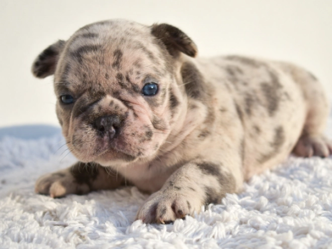 French Bulldog puppy for sale