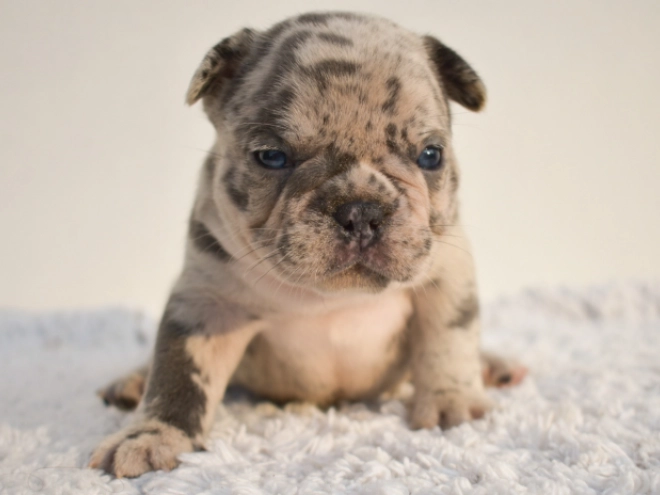 French Bulldog puppy for sale