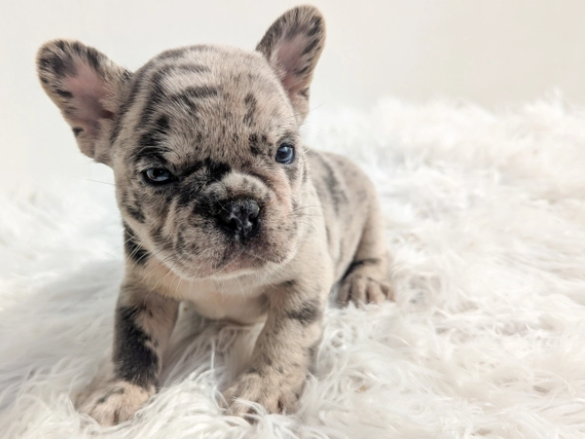 French Bulldog puppy for sale