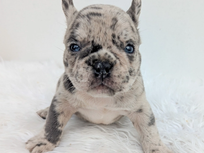 French Bulldog puppy for sale
