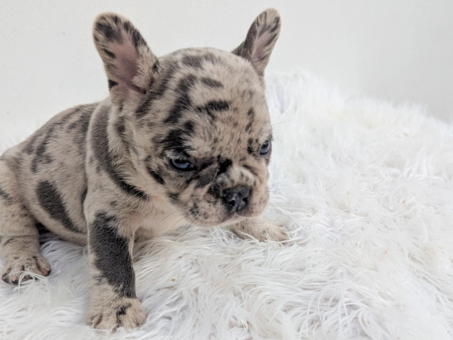 French Bulldog puppy for sale