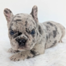 Cassie, merle Französische Bulldogge Welpen kaufen