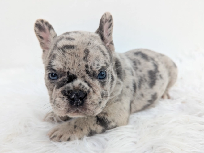 French Bulldog puppy for sale