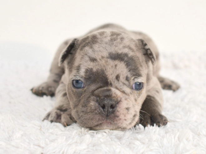 Perros Bulldog Francés en venta