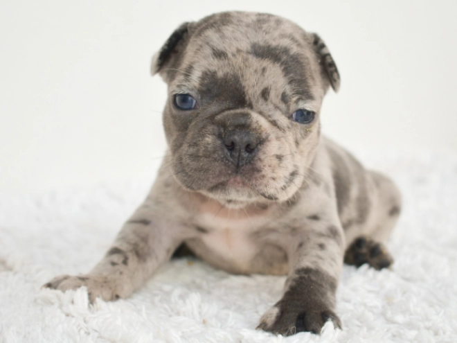 Perros Bulldog Francés en venta