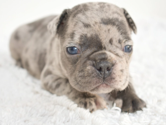 Perros Bulldog Francés en venta