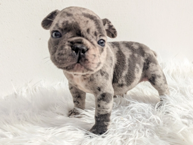 Perros Bulldog Francés en venta