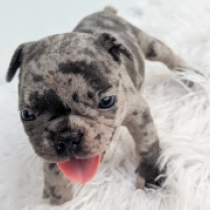Sunbird, merle Französische Bulldogge Welpen kaufen